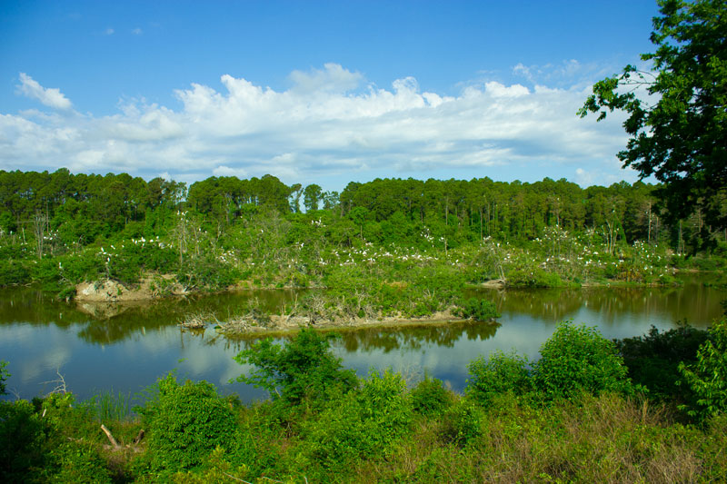 Image of the woodstork rookery in saint marys georgia