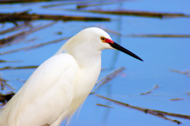 image of a snowy egret